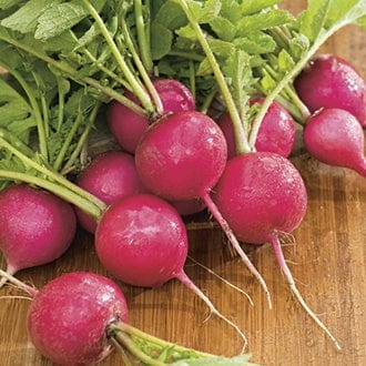 dt-brown VEGETABLE SEEDS Radish Pink Beauty AGM Seeds