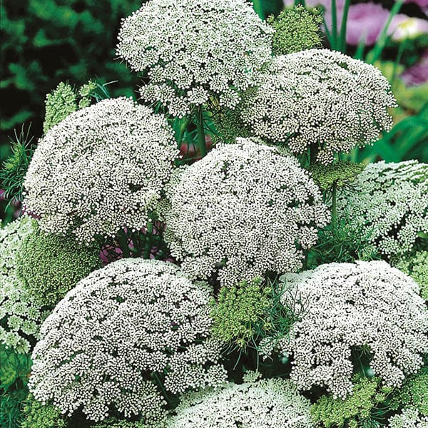 dt-brown FLOWER SEEDS Ammi visnaga Flower Seeds