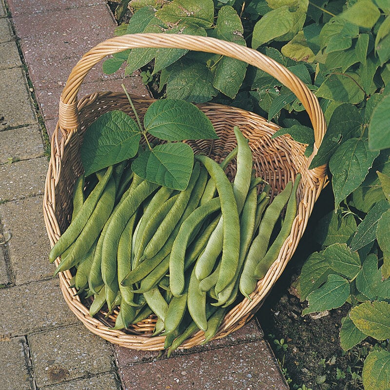 dt-brown VEGETABLE SEEDS Runner Bean (Red Flowered) Scarlet Emperor Seeds