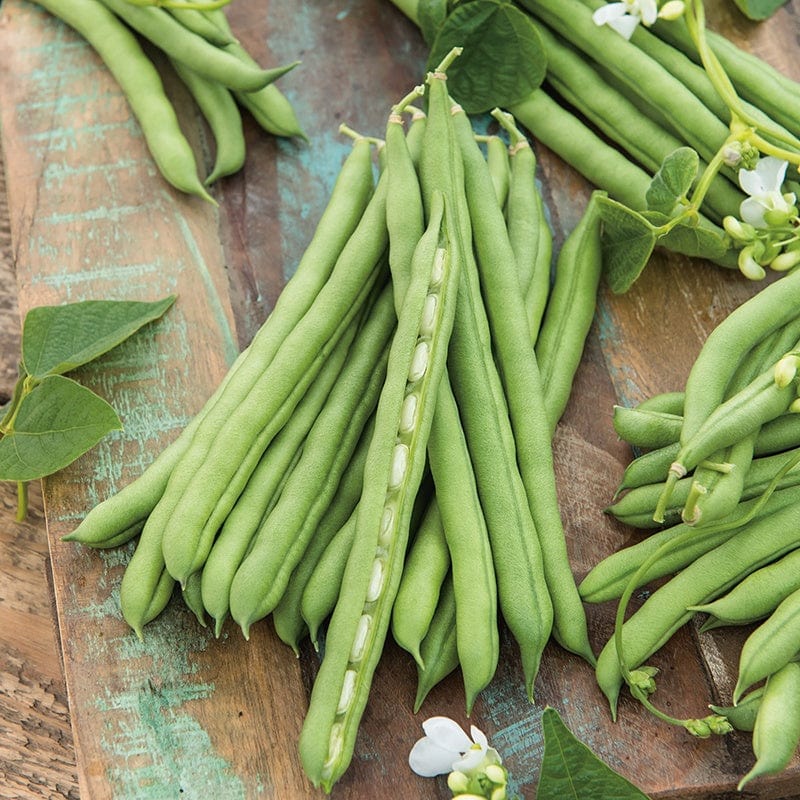 dt-brown VEGETABLE SEEDS Climbing French Bean Blue Lake Veg Seeds