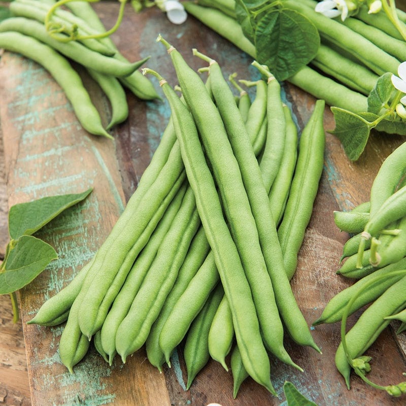 dt-brown VEGETABLE SEEDS Climbing French Bean Blue Lake Veg Seeds