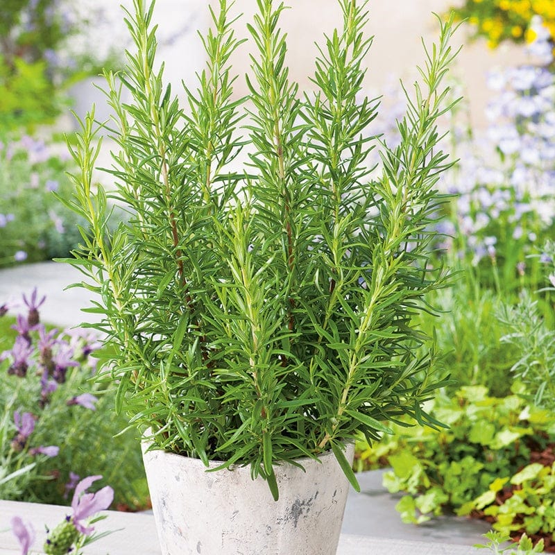 dt-brown VEGETABLE SEEDS Rosemary Herb Seeds