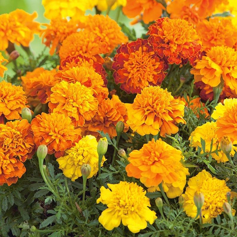 dt-brown FLOWER SEEDS Marigold (French) Boy O'Boy Mixed Flower Seeds