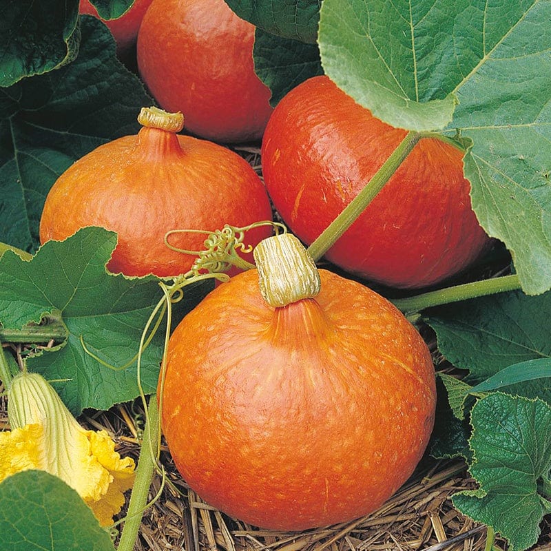 dt-brown VEGETABLE SEEDS Organic Squash (Winter) Uchiki Kuri Seeds