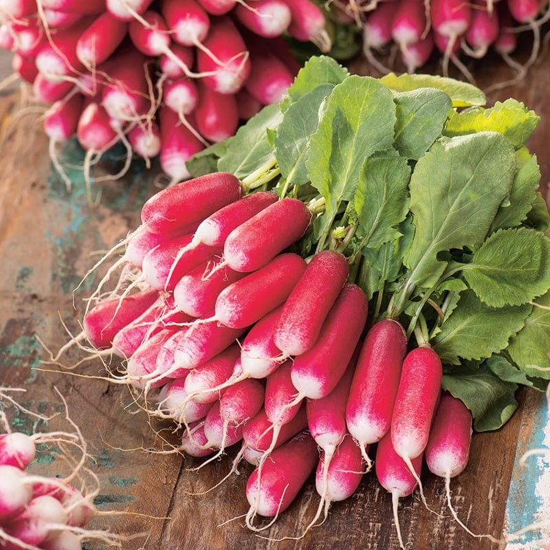 dt-brown VEGETABLE SEEDS Radish French Breakfast 3 AGM Seeds