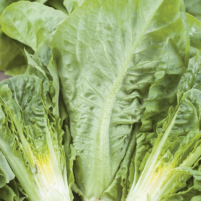 dt-brown VEGETABLE SEEDS Lettuce Winter Density AGM Seeds