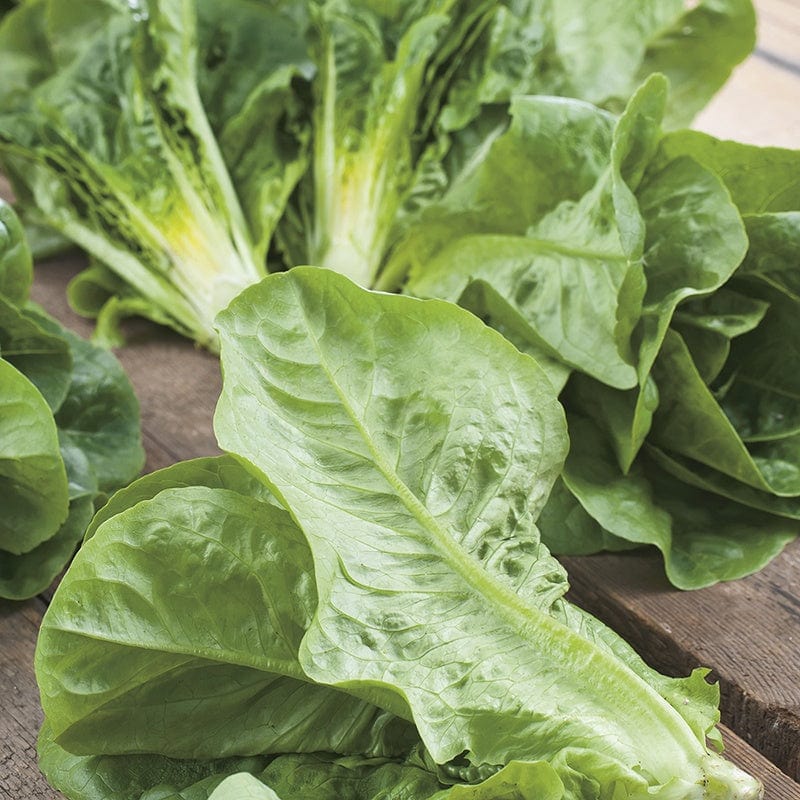 dt-brown VEGETABLE SEEDS Lettuce Winter Density AGM Seeds