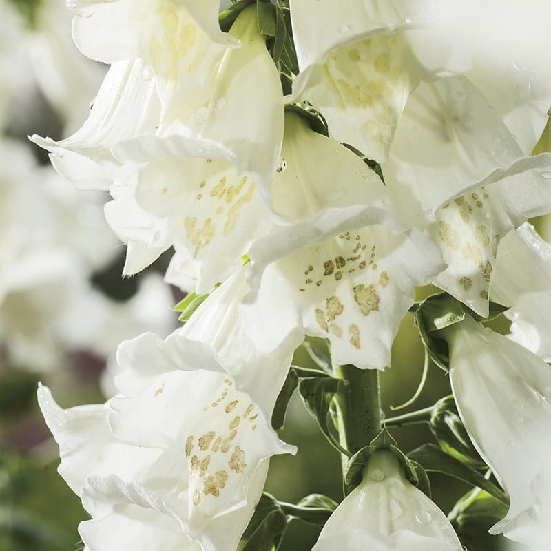 dt-brown FLOWER SEEDS Foxglove Alba Flower Seeds