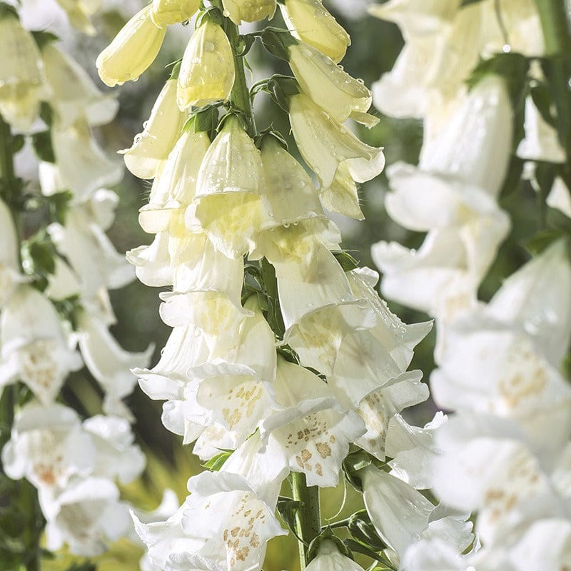 dt-brown FLOWER SEEDS Foxglove Alba Flower Seeds