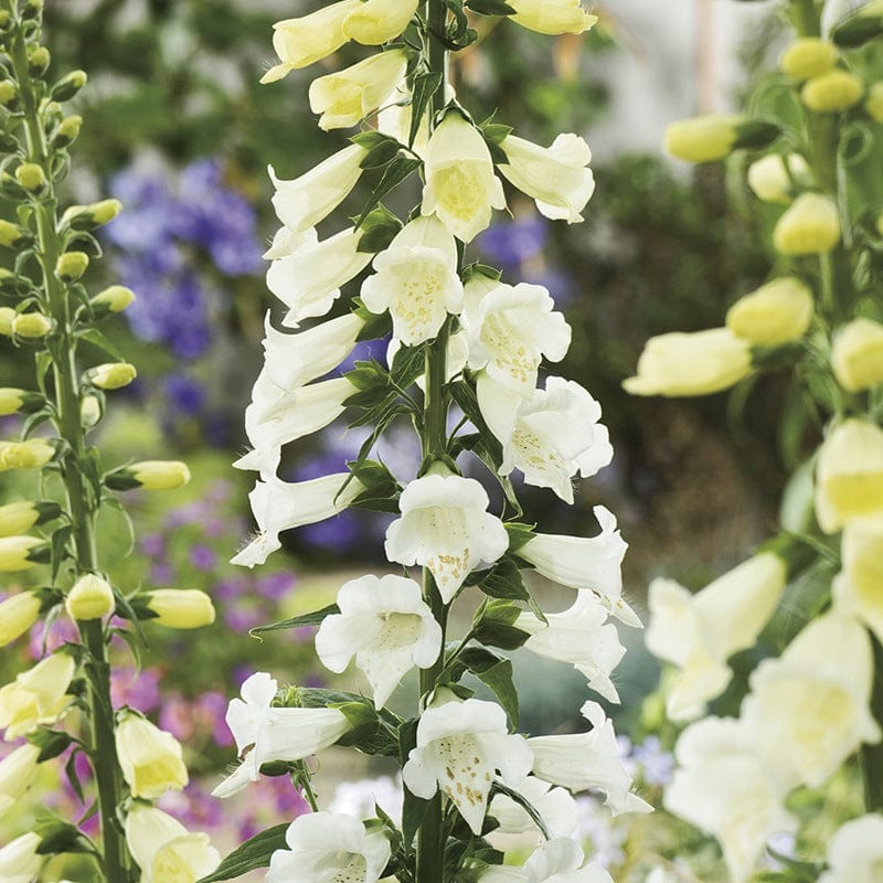 dt-brown FLOWER SEEDS Foxglove Alba Flower Seeds