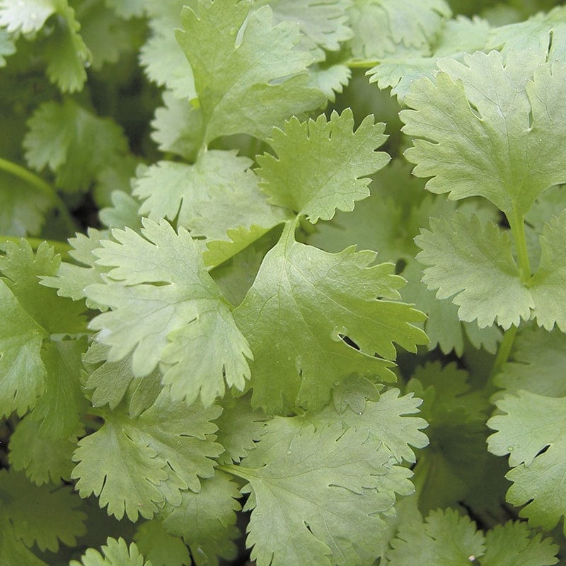 dt-brown VEGETABLE SEEDS Coriander Leisure Herb Seeds