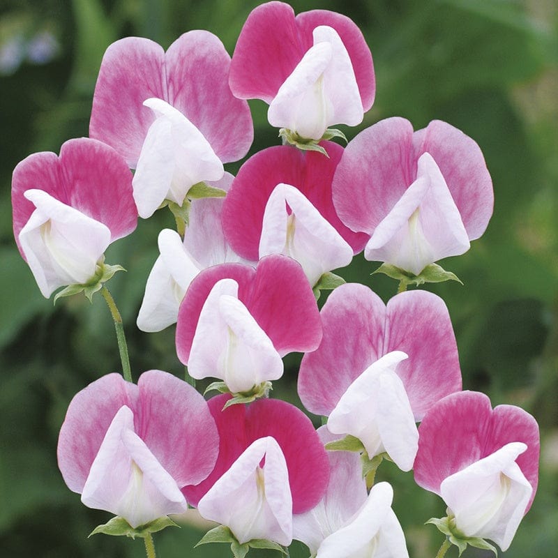 dt-brown FLOWER SEEDS Sweet Pea (Tall)  Painted Lady Flower Seeds