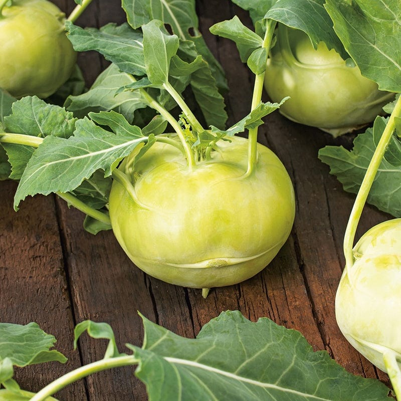 dt-brown VEGETABLE SEEDS Kohl Rabi Olivia F1 AGM Seeds