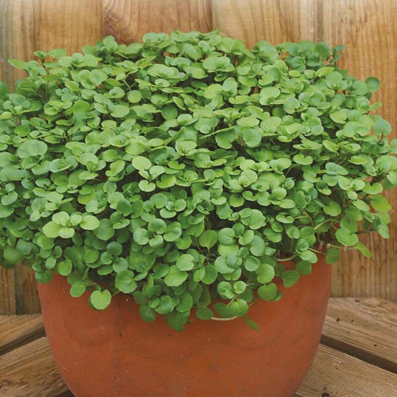 dt-brown VEGETABLE SEEDS Watercress Aqua Seeds