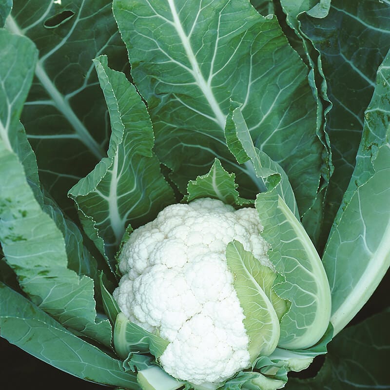 dt-brown VEGETABLE SEEDS Cauliflower Nemo F1 Seeds