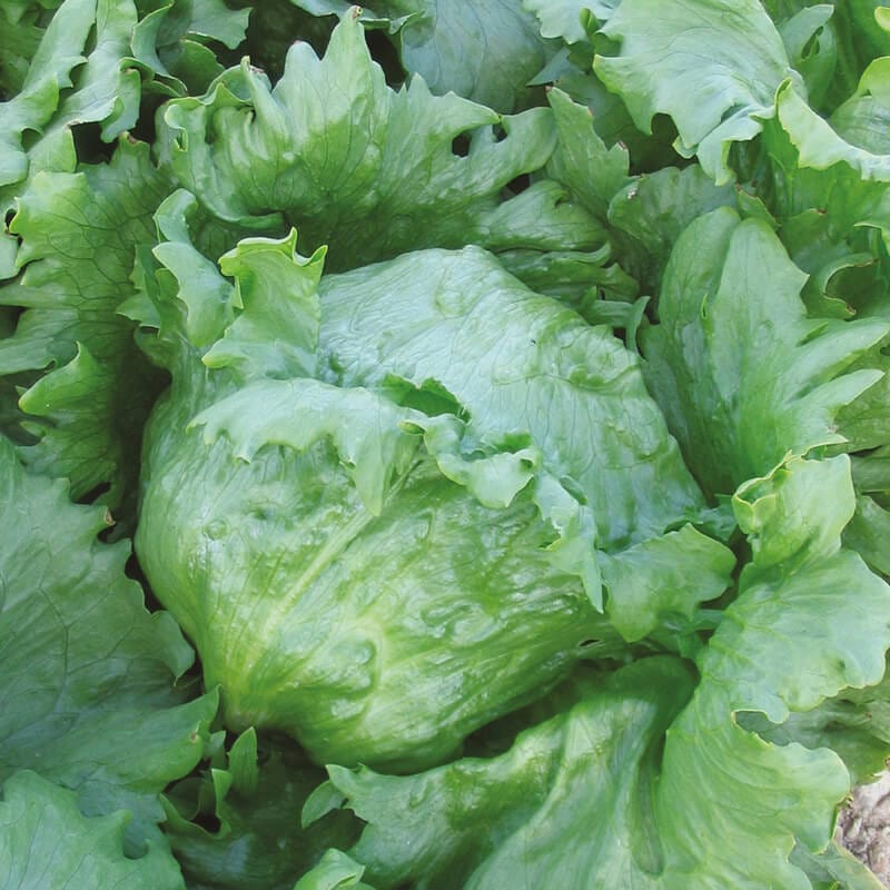 dt-brown VEGETABLE SEEDS Lettuce Soleison Seeds