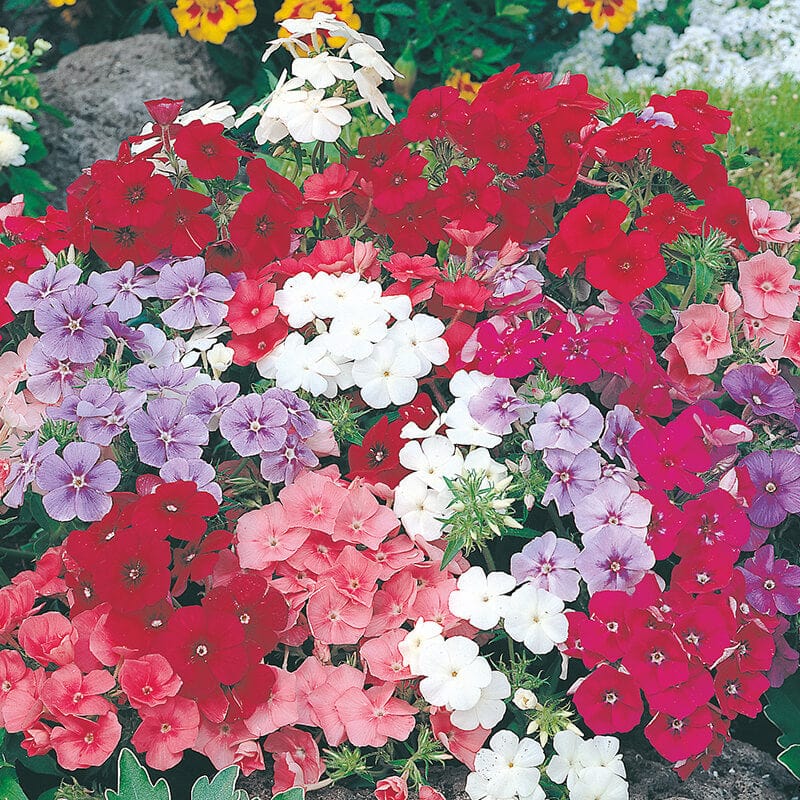 dt-brown FLOWER SEEDS Phlox Beauty Mixed Flower Seeds