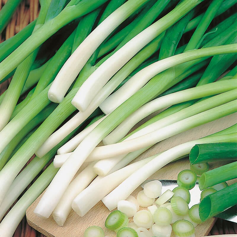 dt-brown VEGETABLE SEEDS Onion (Spring) Ishikura AGM Seed Tape