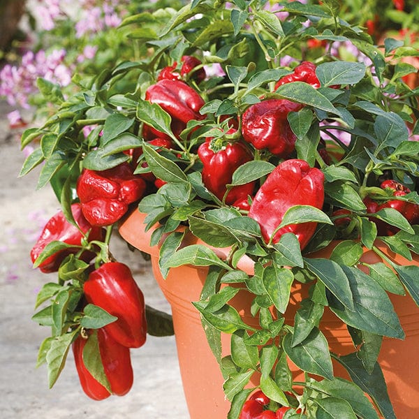 dt-brown VEGETABLE SEEDS Pepper (Sweet) Redskin F1 Seeds