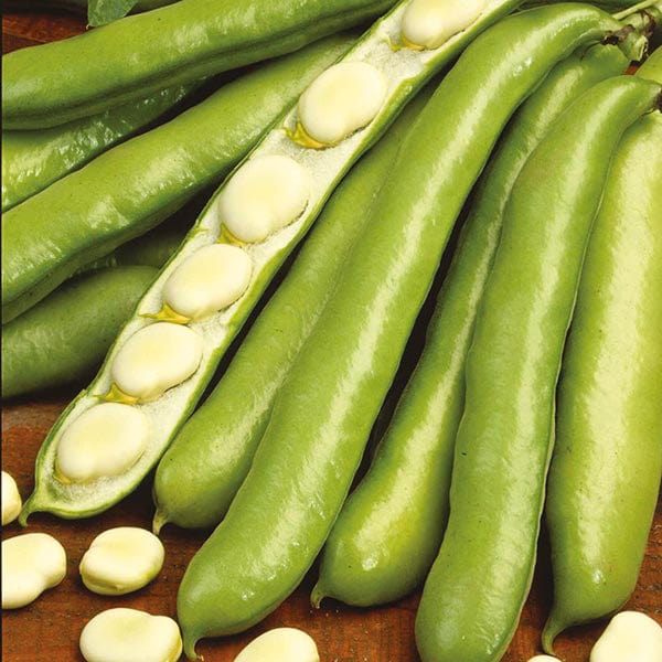 dt-brown VEGETABLE SEEDS Broad Bean De Monica Seeds