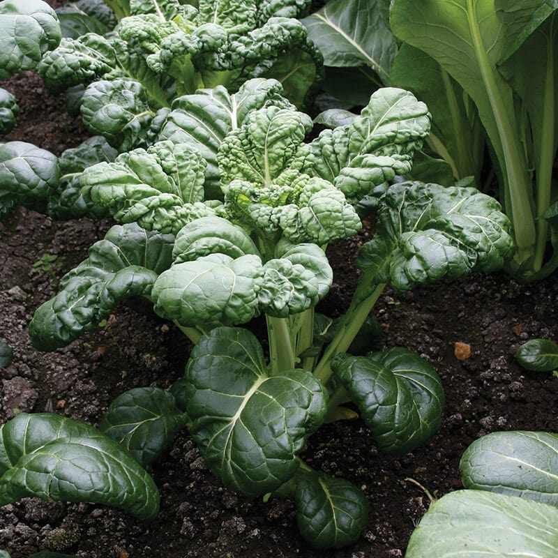 dt-brown VEGETABLE SEEDS Tatsoi Emperor's Savoy Seeds