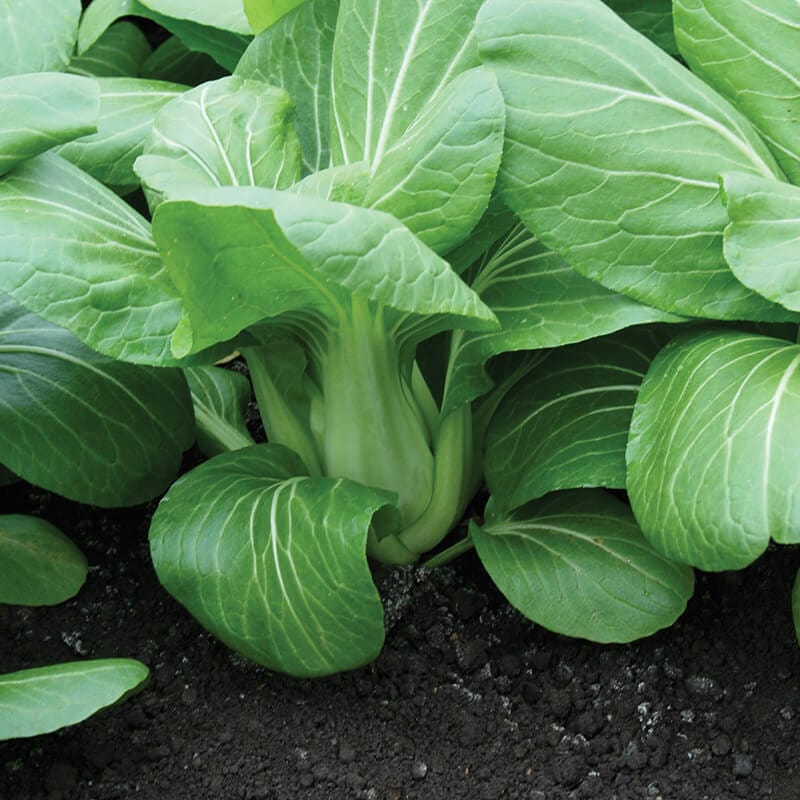 dt-brown VEGETABLE SEEDS Pak Choi Yuushou F1 Seeds