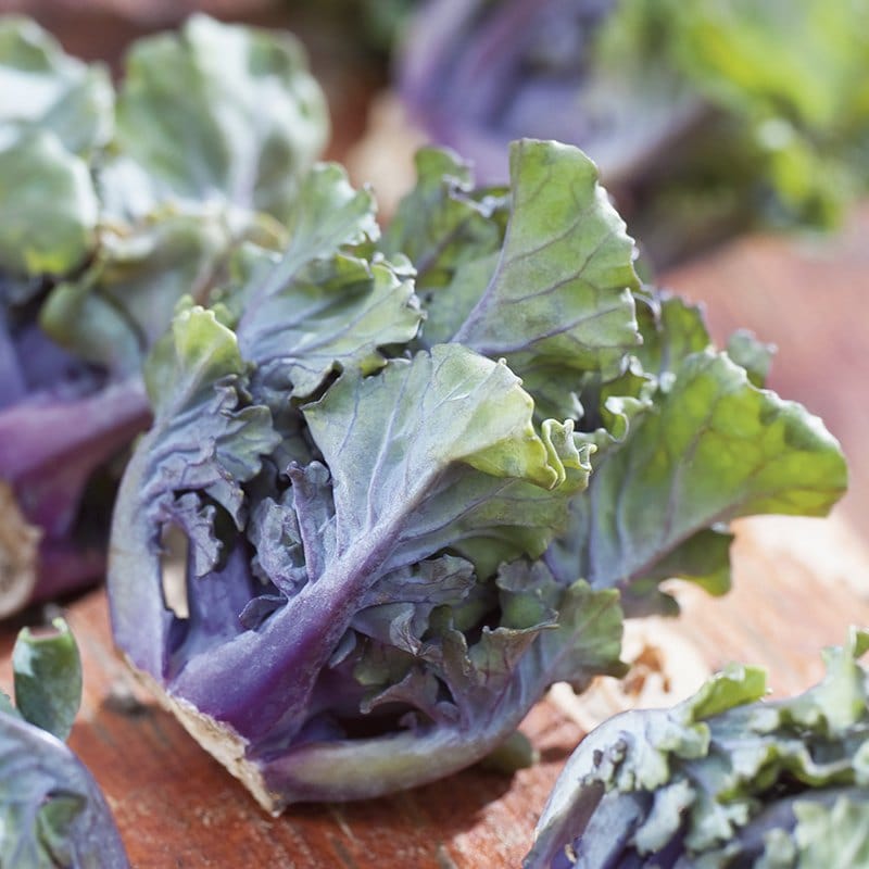 dt-brown VEGETABLE SEEDS Kalettes Mixed F1 Seeds