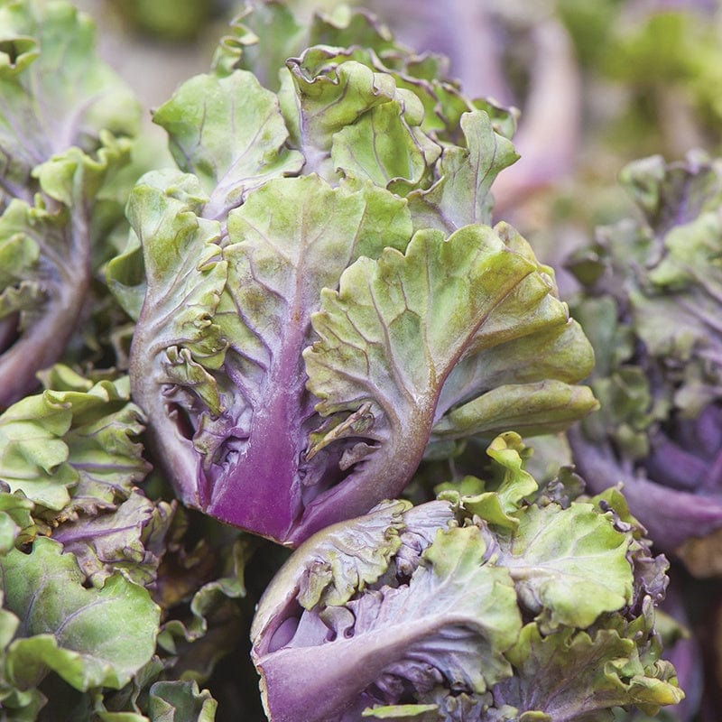 dt-brown VEGETABLE SEEDS Kalettes Mixed F1 Seeds