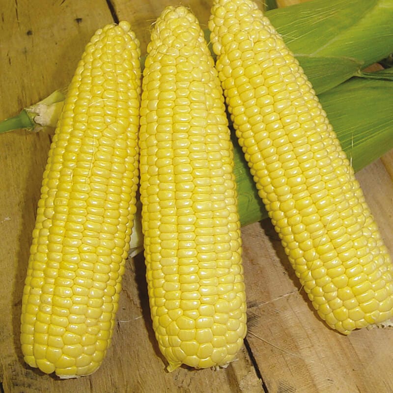 dt-brown VEGETABLE SEEDS Sweetcorn Mirai Gold F1 Seeds