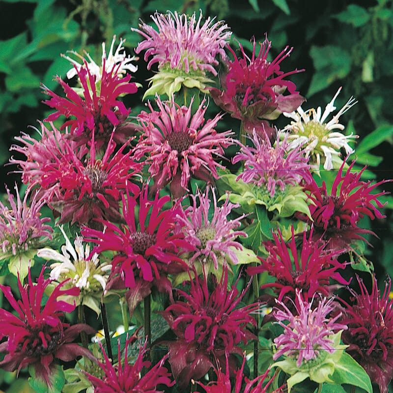 dt-brown FLOWER SEEDS Bergamot Panorama Mixed Flower Seeds