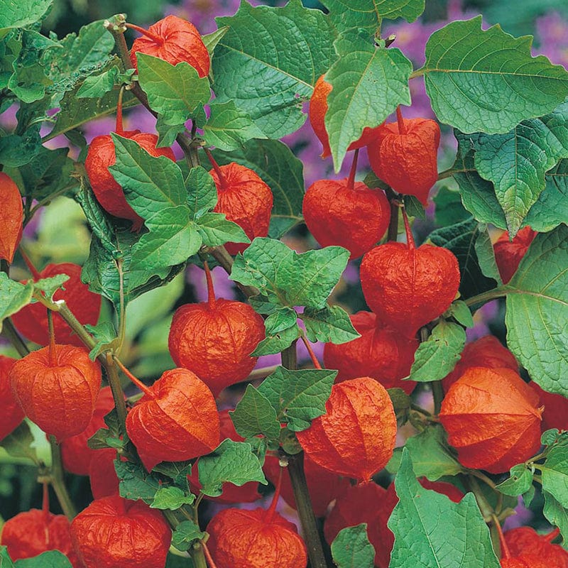 dt-brown FLOWER SEEDS Chinese Lanterns Flower Seeds