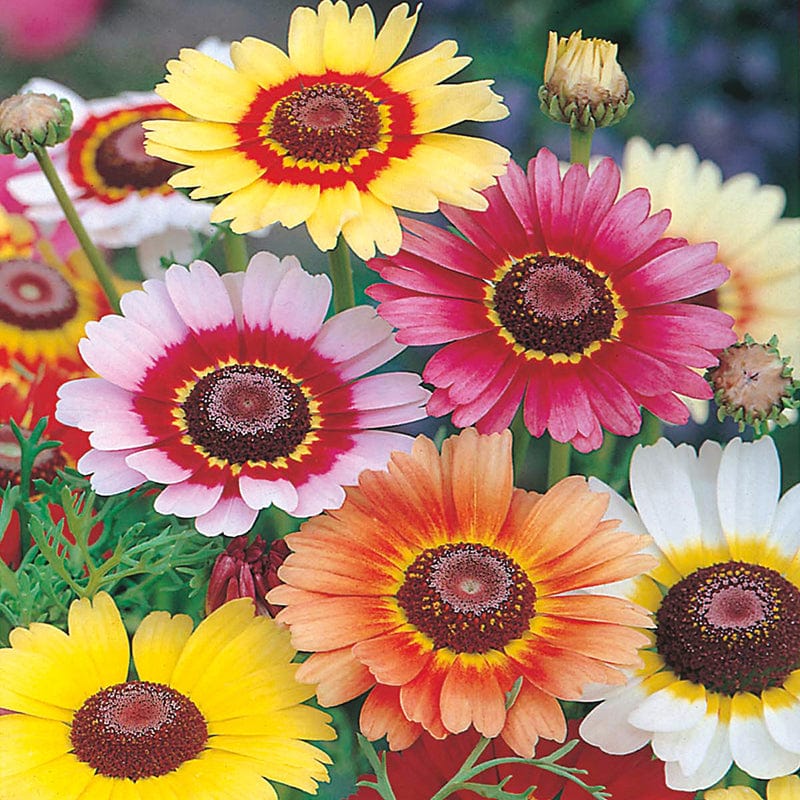 dt-brown FLOWER SEEDS Chrysanthemum Rainbow Mixed Flower Seeds