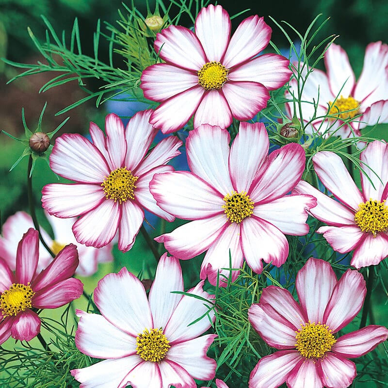 dt-brown FLOWER SEEDS Cosmos Candy Stripe Flower Seeds