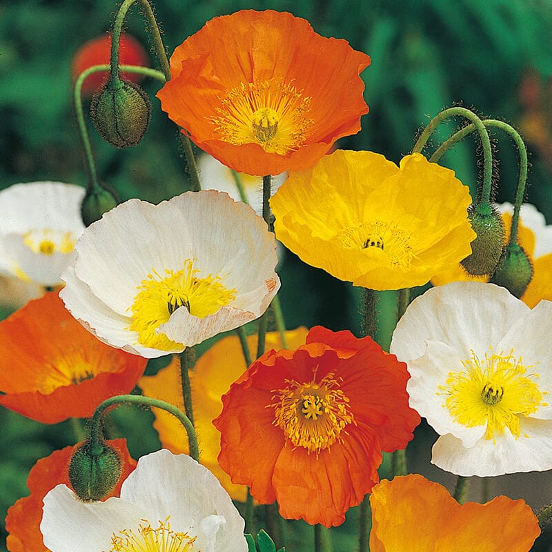 dt-brown FLOWER SEEDS Poppy Iceland Mixed Flower Seeds