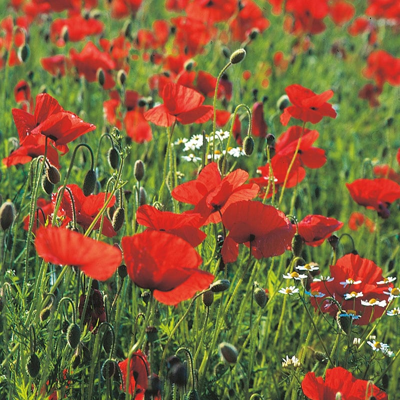 dt-brown FLOWER SEEDS Poppy Wild Poppy Flower Seeds