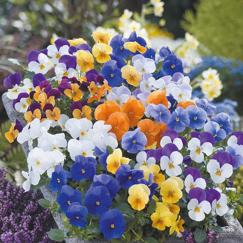 dt-brown FLOWER SEEDS Viola Floral Power Mixed F1 Flower Seeds