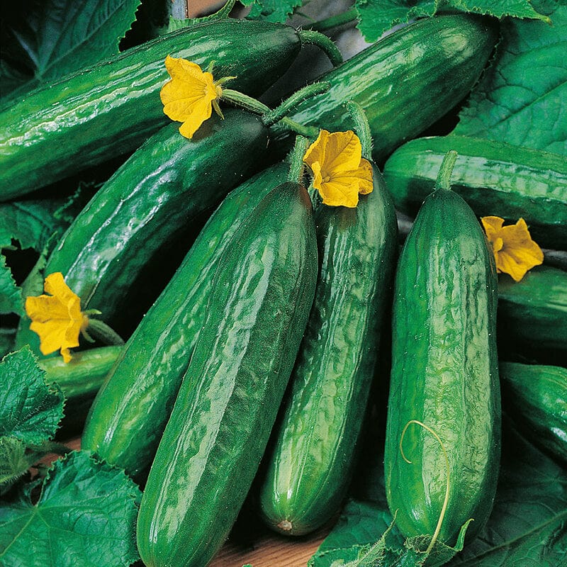 dt-brown VEGETABLE SEEDS Cucumber (Indoor) Emilie F1 AGM Seeds