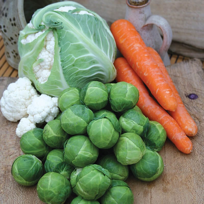 dt-brown VEGETABLE SEEDS Brussels Sprout Brest F1 Seeds