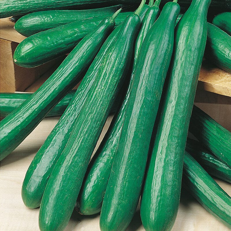 dt-brown VEGETABLE SEEDS Cucumber (Indoor) Louisa F1 Seeds