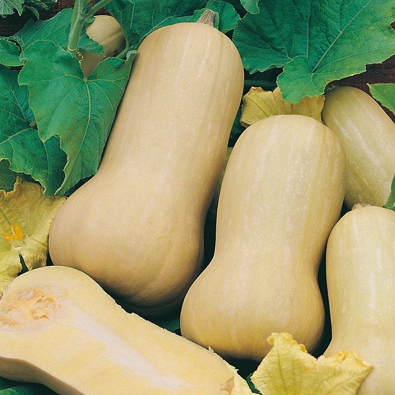 dt-brown VEGETABLE SEEDS Squash (Winter) Hercules F1 Seeds