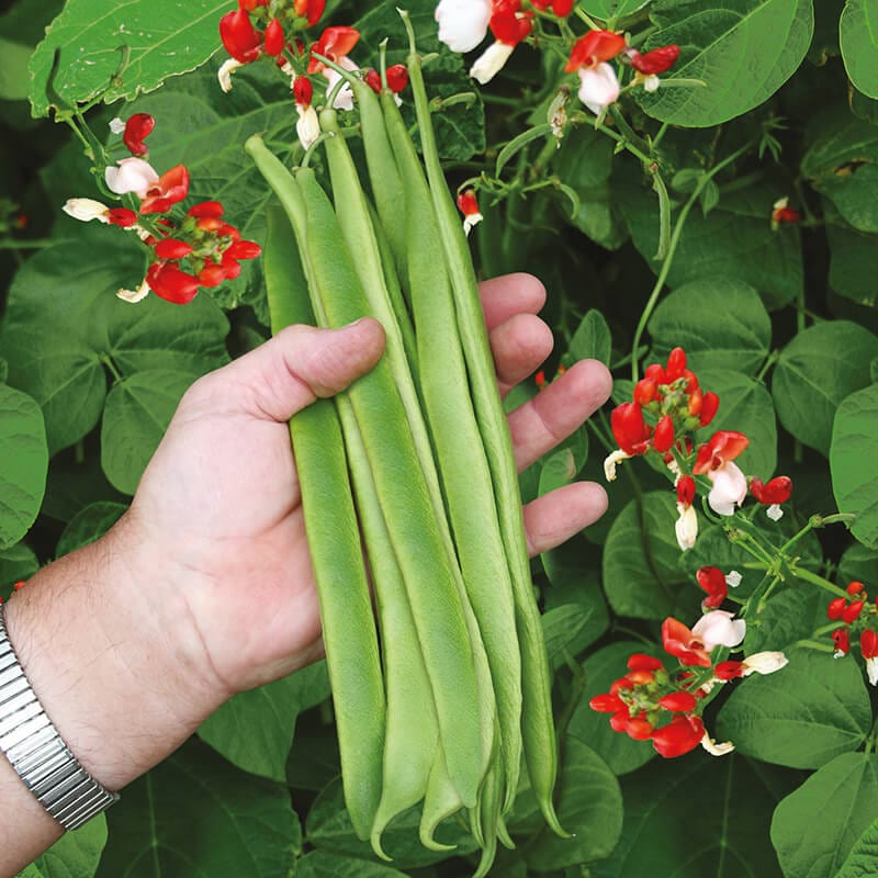 dt-brown VEGETABLE SEEDS Runner Bean (Bi-coloured) St George AGM Seeds