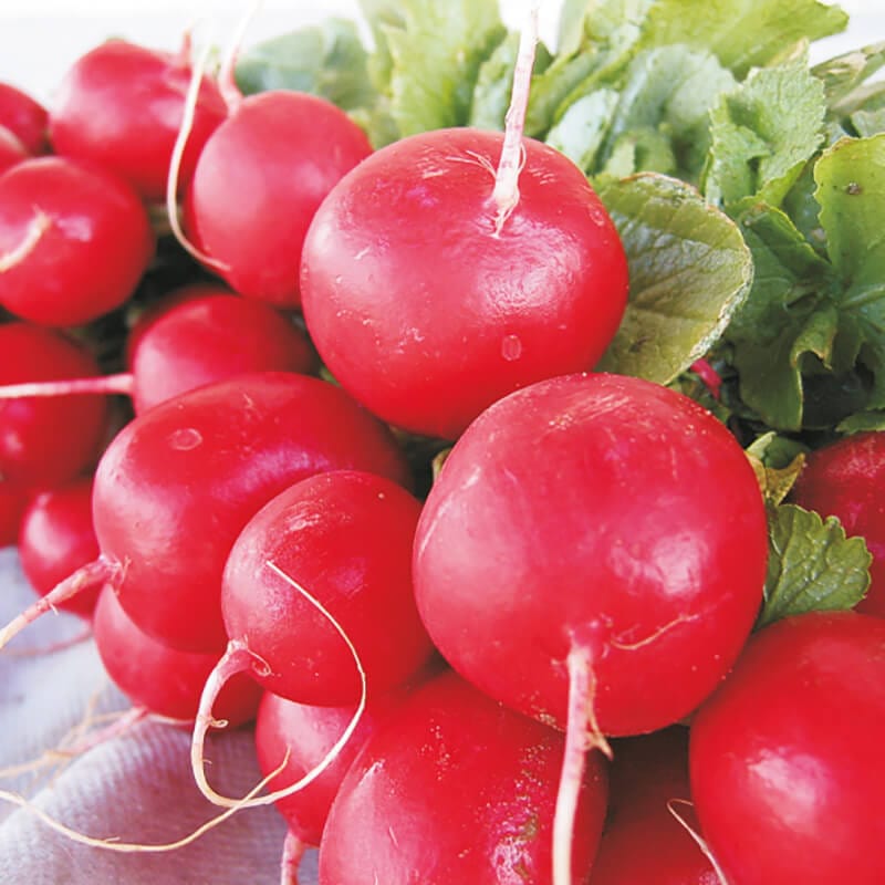 dt-brown VEGETABLE SEEDS Radish Escala F1 AGM Seeds