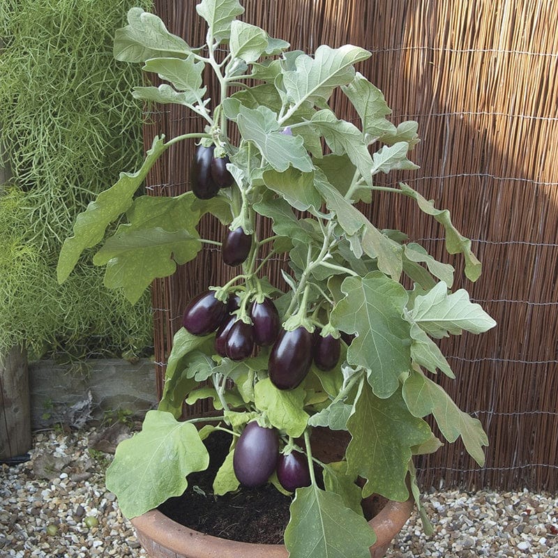 dt-brown VEGETABLE SEEDS Aubergine Pot Black F1 Seeds