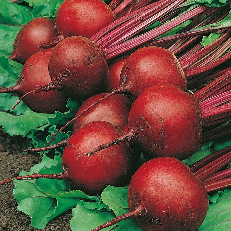 dt-brown VEGETABLE SEEDS Beetroot Red Ace F1 Seeds