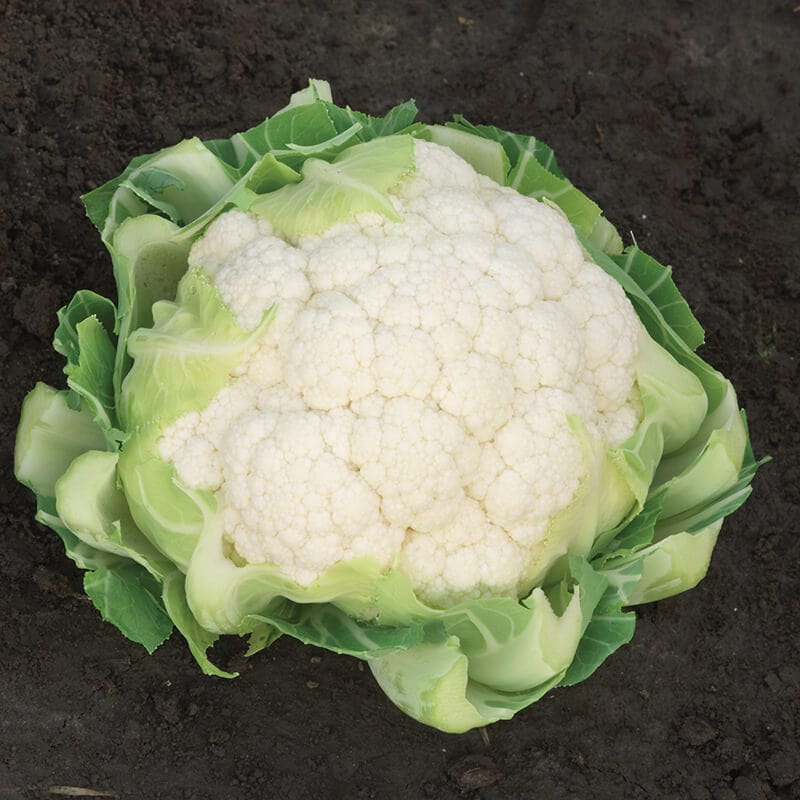 dt-brown VEGETABLE SEEDS Cauliflower Raleigh F1 Seeds