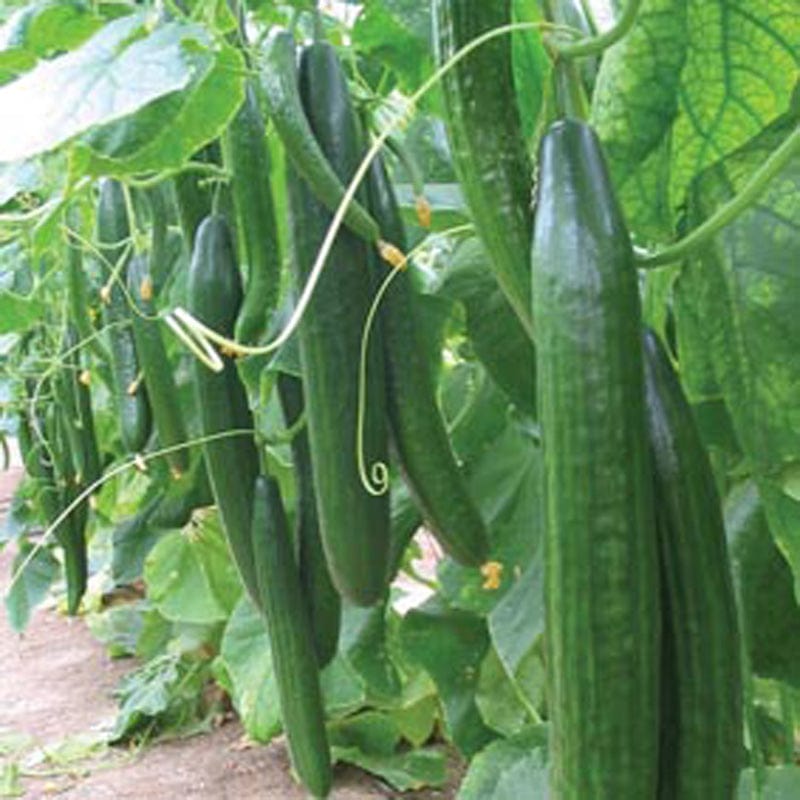 dt-brown VEGETABLE PLANTS 5 Plants Cucumber Carmen F1 AGM Vegetable Plants