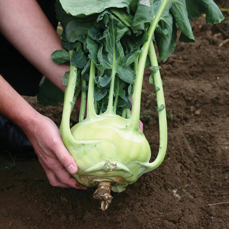 dt-brown VEGETABLE SEEDS Kohl Rabi Kossak F1 Seeds