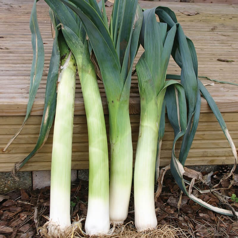 dt-brown VEGETABLE SEEDS Leek Cairngorm F1 Seeds