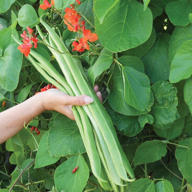 dt-brown VEGETABLE SEEDS Runner Bean (Red Flowered) Benchmaster Seeds