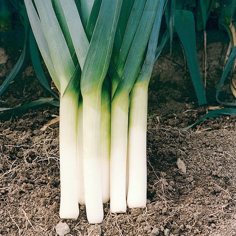 dt-brown VEGETABLE PLANTS 20 Plants (LATE) Leek Porbella AGM Vegetable Plants